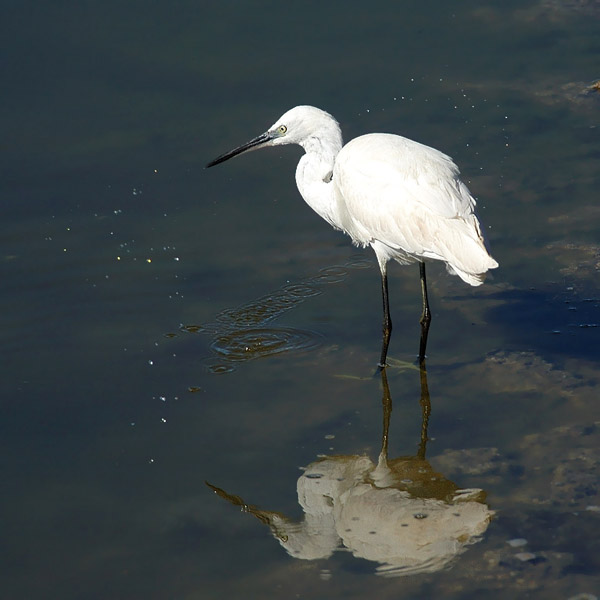 Silkkihaikara, Little Egret, Egretta garzetta